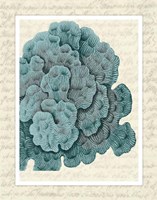 Blue Corals On VIntage Script e Fine Art Print