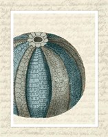 Blue Corals On VIntage Script f Fine Art Print