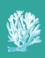 Coral 1 White On Turquoise Fine Art Print