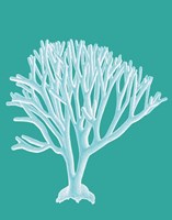 Coral 2 White on Turquoise Fine Art Print