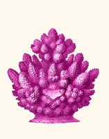 Haeckel Hexacoralla Coral Pink Fine Art Print