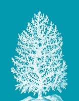 Coral Tree White on Sea Blue Fine Art Print
