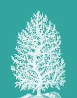 Coral Tree White on Turquoise Fine Art Print