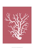 Corals White on Coral a Fine Art Print