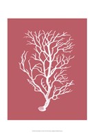 Corals White on Coral b Fine Art Print
