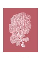 Corals White on Coral c Fine Art Print