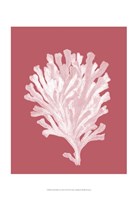 Corals White on Coral d Fine Art Print