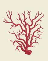 Corals Coral On Cream a Fine Art Print