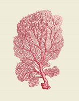 Corals Coral On Cream c Fine Art Print