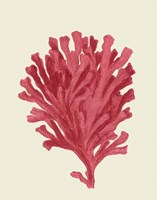 Corals Coral On Cream d Fine Art Print