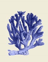 Blue Corals a Fine Art Print