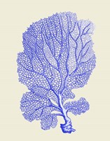 Blue Corals b Fine Art Print