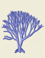 Blue Corals c Fine Art Print