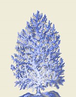 Blue Corals d Fine Art Print