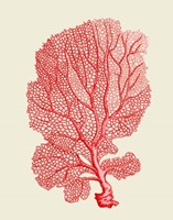 Red Corals 1 b Fine Art Print