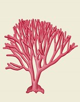 Red Corals 1 c Fine Art Print
