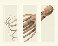 Octopus on 3 panels Fine Art Print