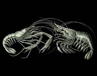 Shrimps On Black Fine Art Print