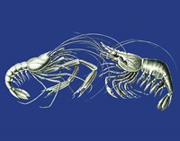 Shrimps On Blue Fine Art Print