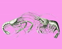 Shrimps On Pink Fine Art Print