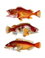 Orange Fish Trio Fine Art Print