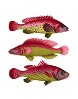 Red and Yellow Fantasy Fish Trio Fine Art Print