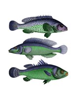 Blue and Green Fish Trio Fine Art Print