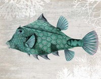 Turquoise Turret Fish Fine Art Print