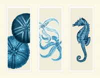 Three Panel Print Sea Urchin Starfish and Seahorse in Blue Fine Art Print