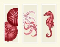 Three Panel Print Sea Urchin Starfish and Seahorse in Red Fine Art Print