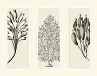 Trio Sea Sponges on 3 Panels Fine Art Print