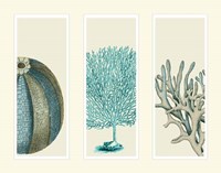 Blue Corals and Sea Urchins in 3 Panels Fine Art Print