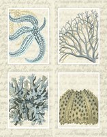 Blue Corals On Vintage Script in 4 Panels Fine Art Print