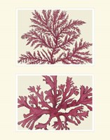 Pink Seaweed print on 2 Panels Fine Art Print