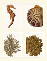 Seahorse coral and shell on 4 Panels Fine Art Print