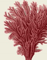 Red Corals 2 a Fine Art Print