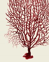 Red Corals 2 b Fine Art Print