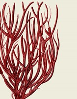 Red Corals 2 c Fine Art Print