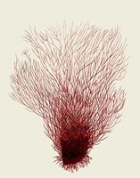 Red Corals 2 d Fine Art Print
