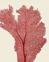 Red Corals 2 e Fine Art Print