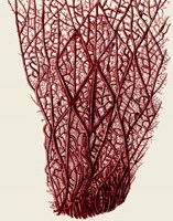 Red Corals 2 f Fine Art Print