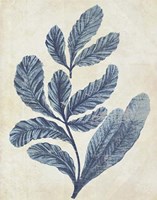 Indigo Blue Seaweed 2 a Fine Art Print