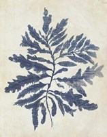 Indigo Blue Seaweed 2 b Fine Art Print