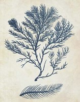 Indigo Blue Seaweed 2 c Fine Art Print