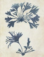 Indigo Blue Seaweed 2 d Fine Art Print