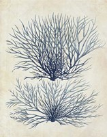 Indigo Blue Seaweed 1 a Fine Art Print