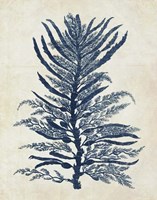 Indigo Blue Seaweed 1 b Fine Art Print