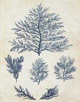 Indigo Blue Seaweed 1 c Fine Art Print