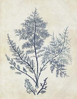 Indigo Blue Seaweed 1 d Fine Art Print