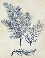 Indigo Blue Seaweed 3 a Fine Art Print
